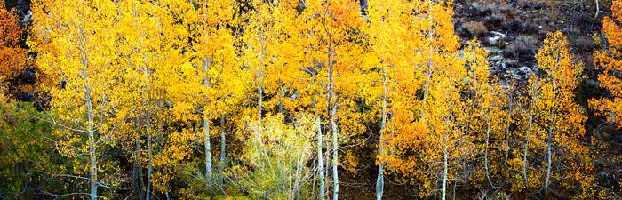 Autumn aspens along the South Fork of Bishop Creek, Eastern Sierra